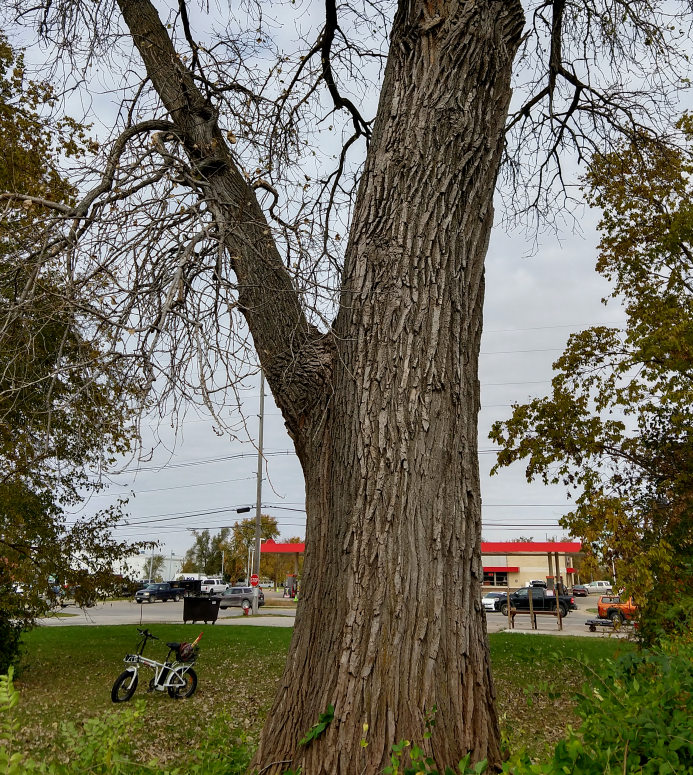 Cottonwood 17th & Burlington